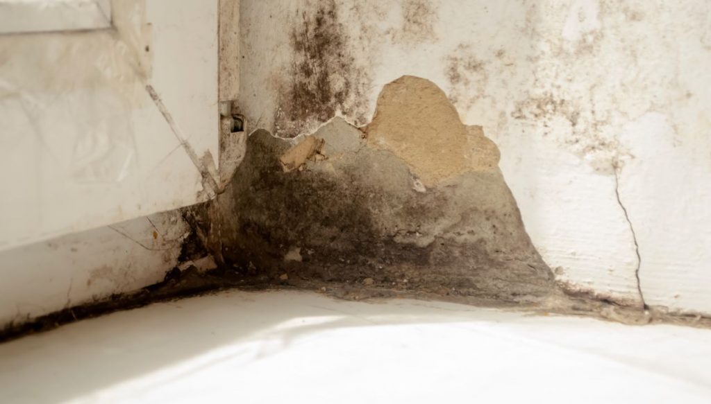 Moisissures murs
