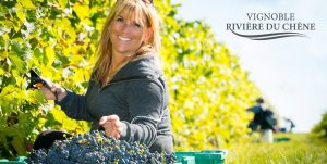 vendange vignoble