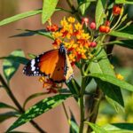 Fête des pollinisateurs